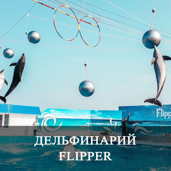 Дельфинарий Flipper
