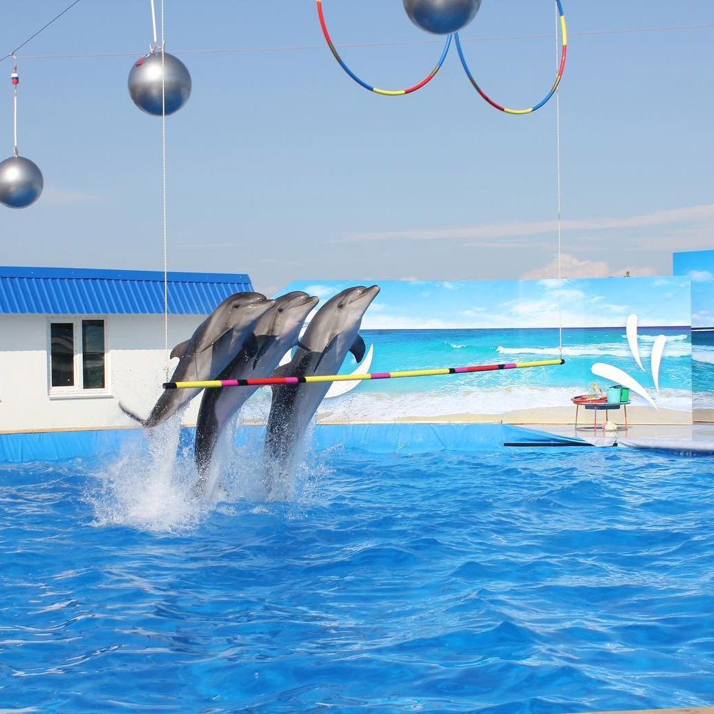 Выступление дельфинов – Севастопольский дельфинарий